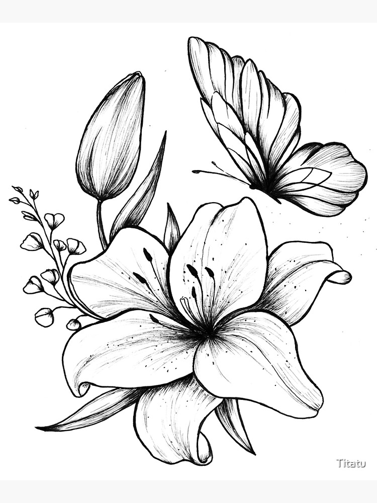 Realistic drawing of lily flower Royalty Free Vector Image