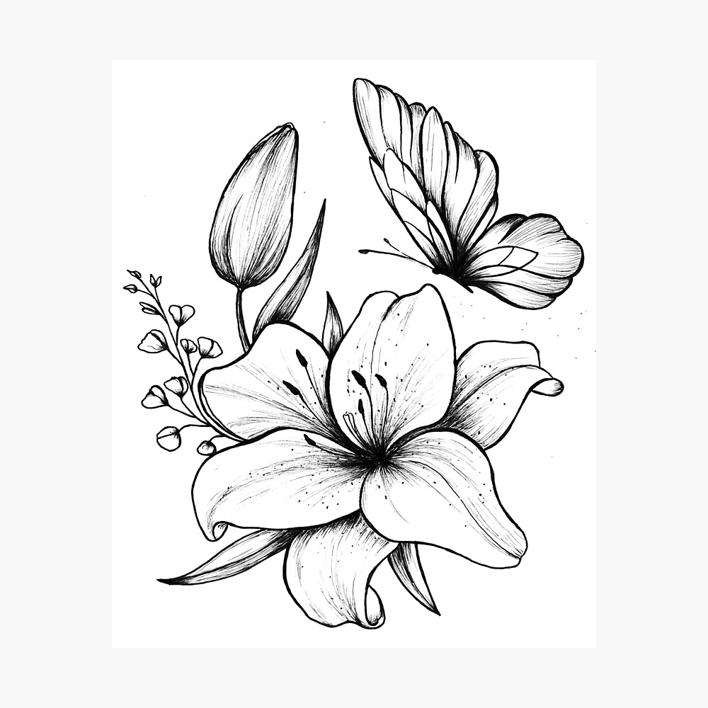 Butterfly on Lily flower drawing Poster