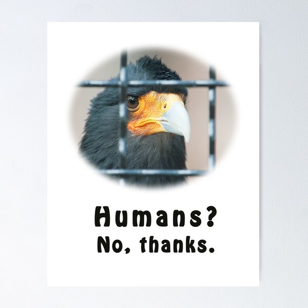 Item preview, Innocent Mountain Caracara Inmate  designed and sold by Thomas F. Gehrke.