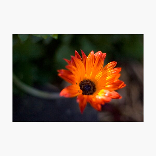Item preview, STH AFRICAN DAISIES I designed and sold by hugo.