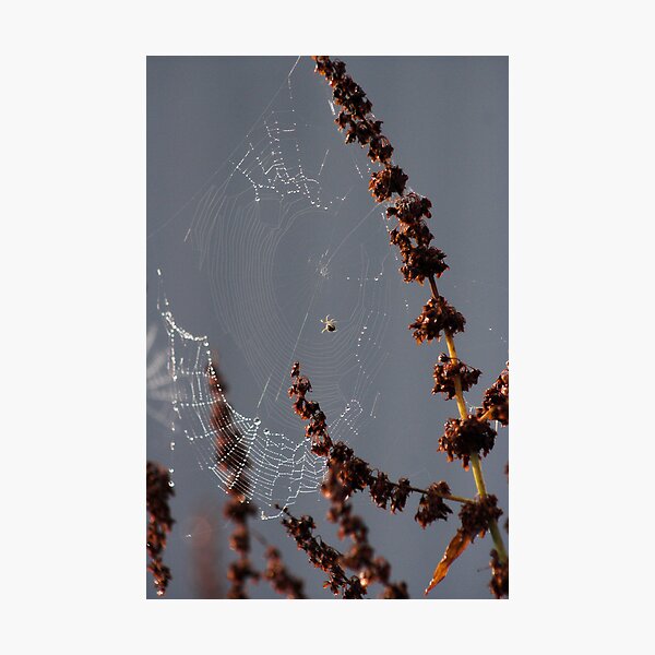 Item preview, Spider Web dew morning designed and sold by Moth.