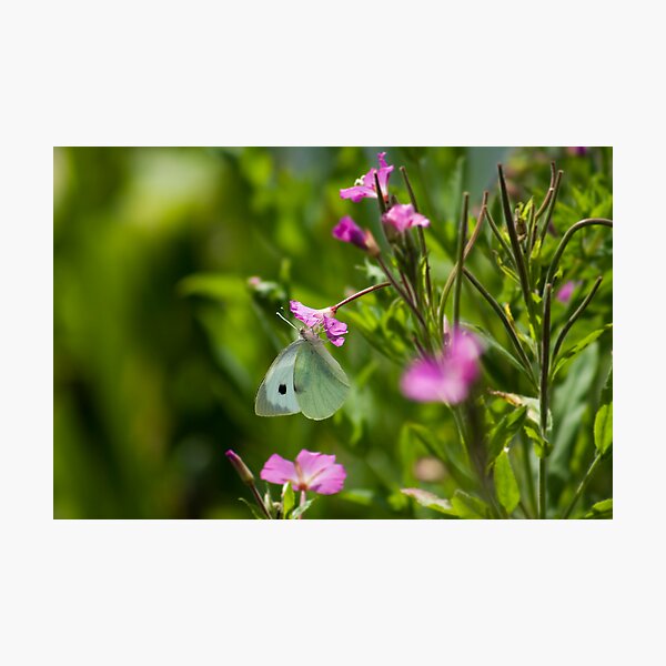 Aperçu de l'œuvre Butterfly créée et vendue par Moth.