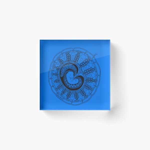 Item preview, Embryo and placenta anatomy organ-mandala Sticker designed and sold by CarstensChrist.