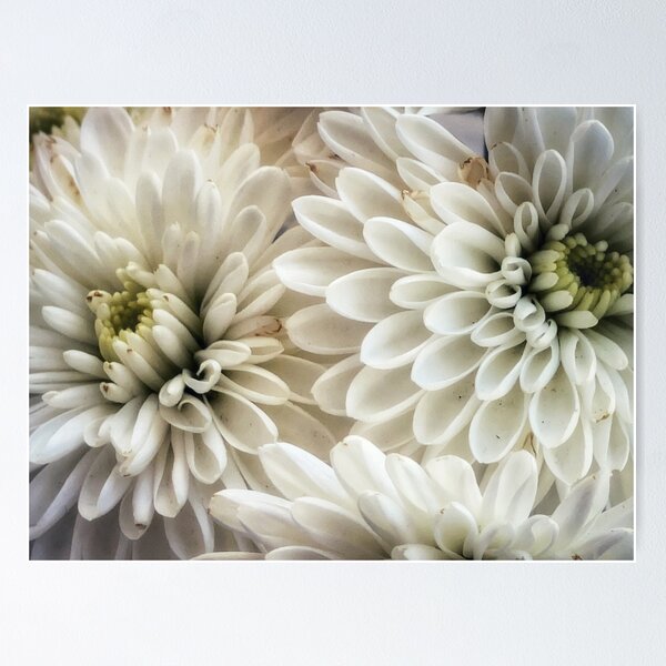 Item preview, Soft and White Petals of Mums in Spring designed and sold by NancyKHajjar.