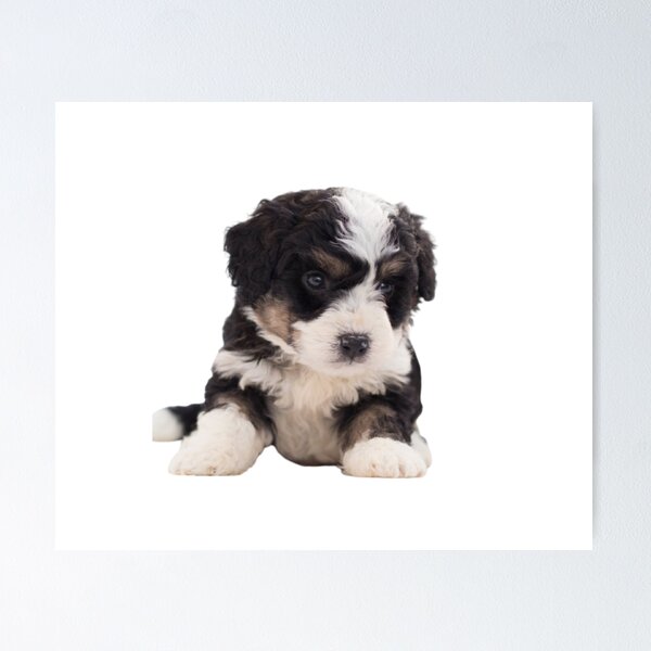 Item preview, BLACK AND WHITE MALTESE PUPPY designed and sold by giantstep.