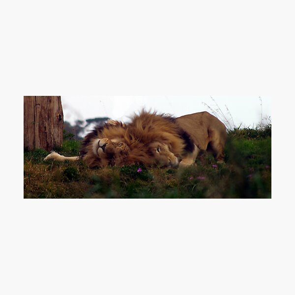 Item preview, Sleeping Kings designed and sold by AndrewWilson.