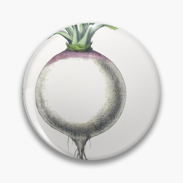 Item preview, Vintage Turnip Drawing from the 1800's designed and sold by MountMercantile.