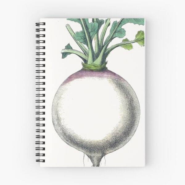 Item preview, Vintage Turnip Drawing from the 1800's designed and sold by MountMercantile.
