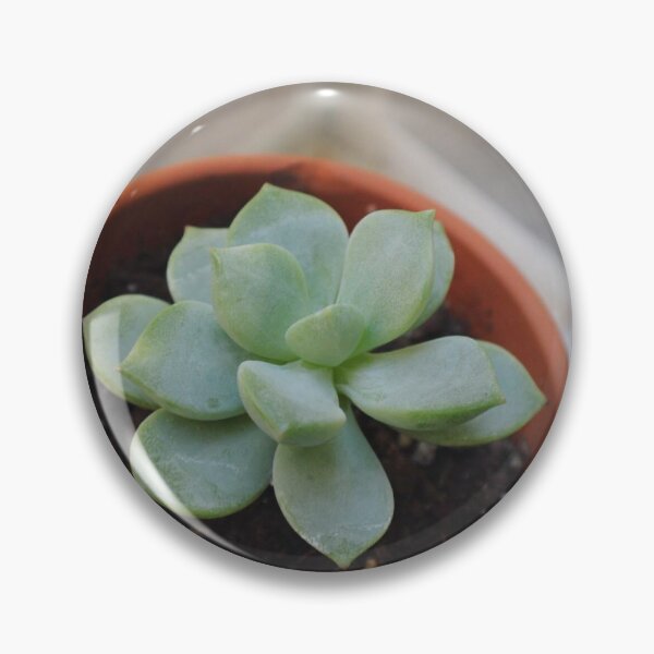 Item preview, potted cactus designed and sold by A4E Art and Photography.