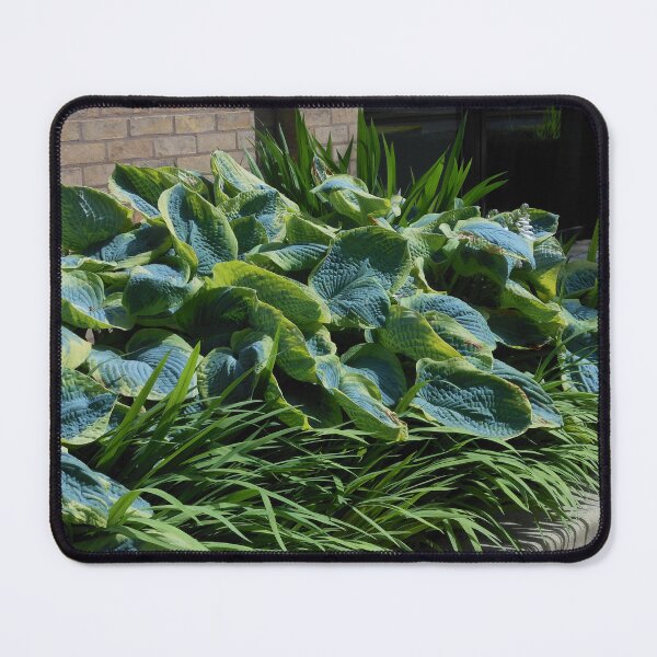 Artikelvorschau, Sonnendurchflutete Hosta-Pflanzen entworfen und verkauft von BlueMidnight.