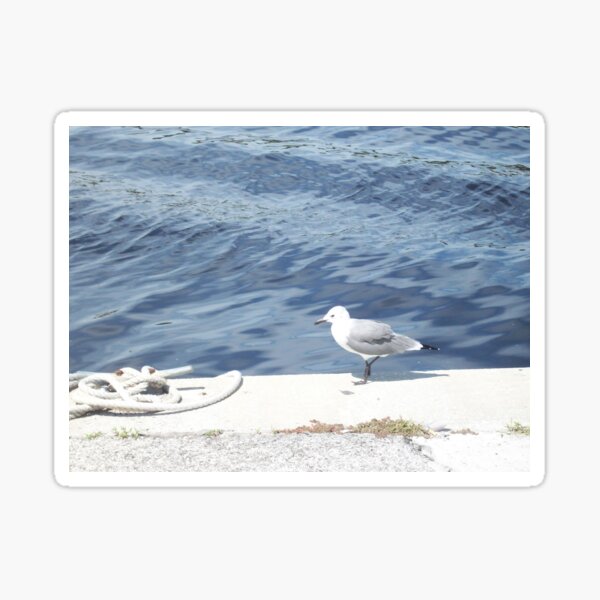 Sea Gull Sticker