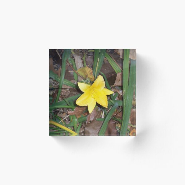 Stella D'oro Acrylic Block
