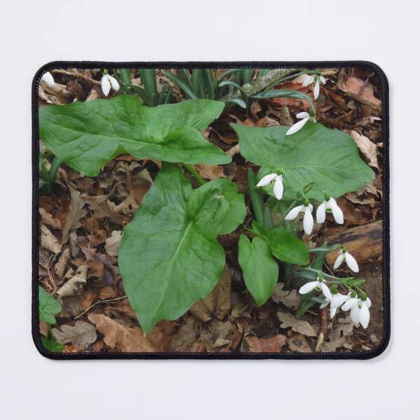 Item preview, The Snowdrop Collection (4) designed and sold by wiggyofipswich.