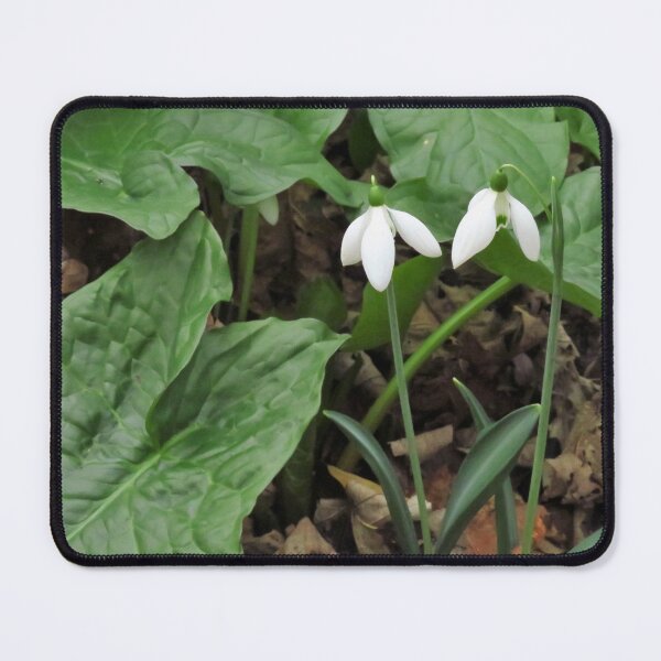 Item preview, Two Snowdrops designed and sold by wiggyofipswich.