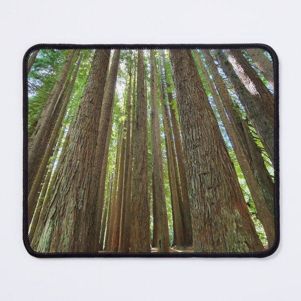 Item preview, Magnificent redwood forest designed and sold by Annaren2022.