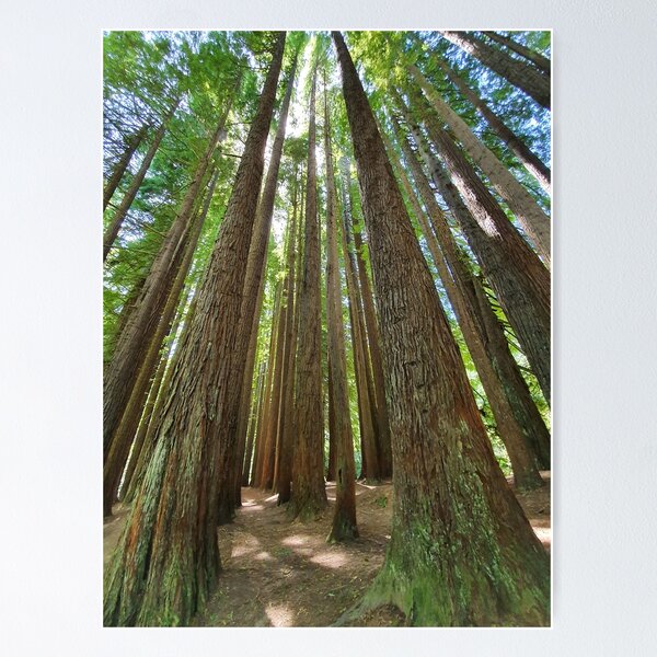 Item preview, Magnificent redwood forest designed and sold by Annaren2022.