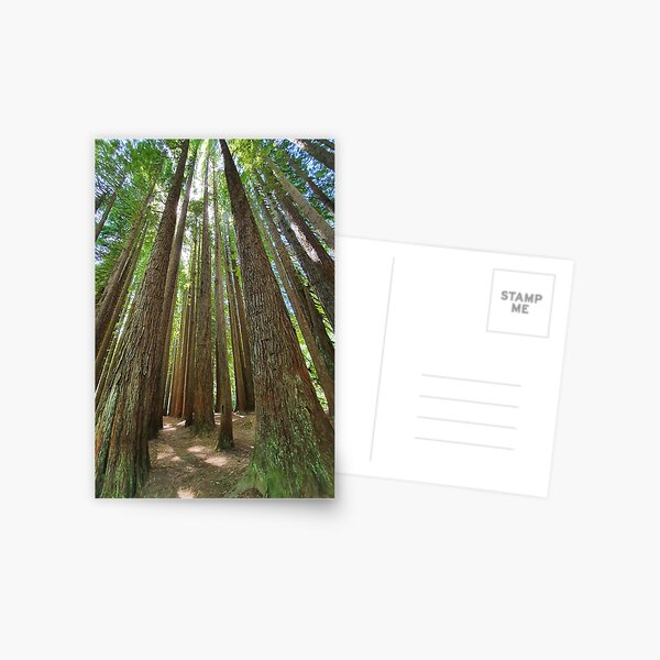 Item preview, Magnificent redwood forest designed and sold by Annaren2022.