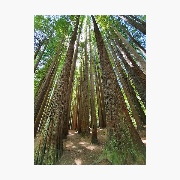 Item preview, Magnificent redwood forest designed and sold by Annaren2022.