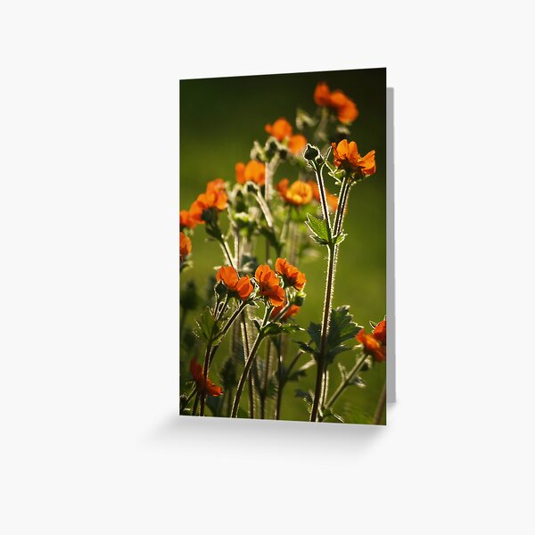 Secret Garden Greeting Card