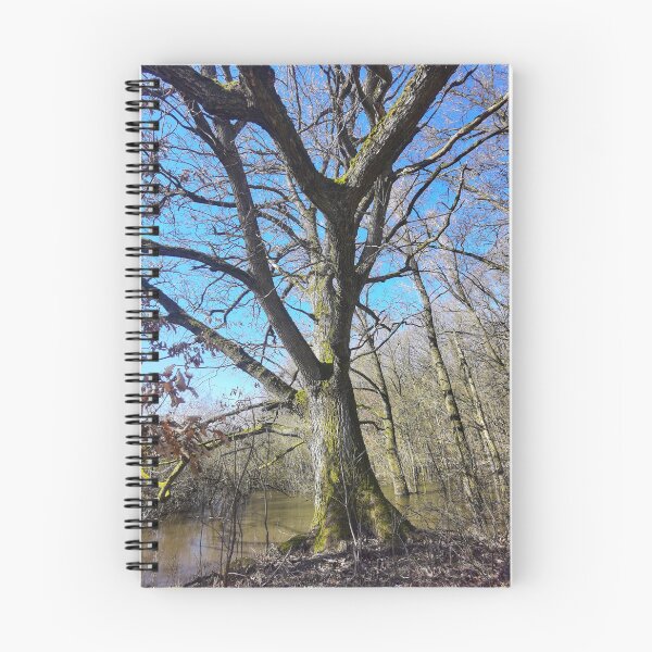 Item preview, Tree in front of a swampy wetland designed and sold by Ingo Menhard.