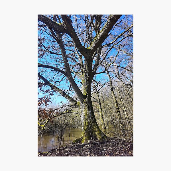 Item preview, Tree in front of a swampy wetland designed and sold by Ingo Menhard.