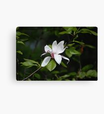 Magnolia Blossom Canvas Print