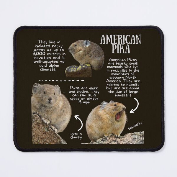Item preview, American Pika Fun Fact designed and sold by KyleNesas.