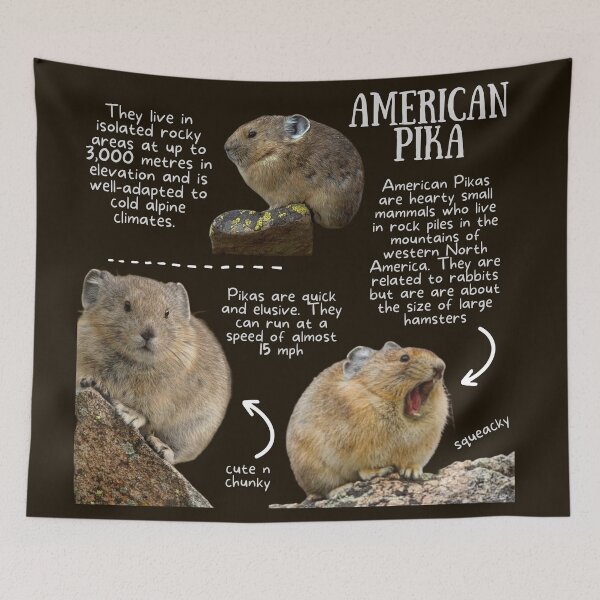 Item preview, American Pika Fun Fact designed and sold by KyleNesas.