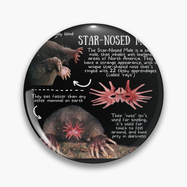 Item preview, Star-nosed Mole Fun Fact designed and sold by KyleNesas.