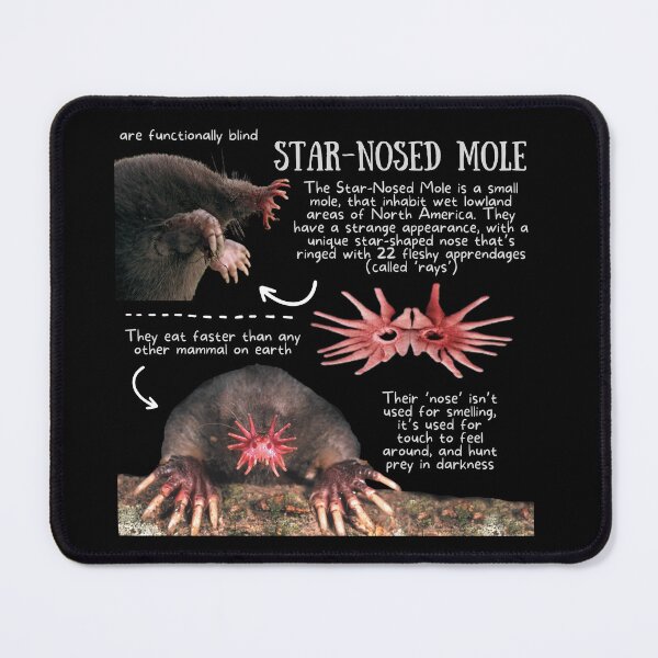 Item preview, Star-nosed Mole Fun Fact designed and sold by KyleNesas.