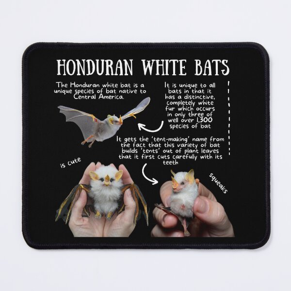 Item preview, Honduran White Bats Fun Fact designed and sold by KyleNesas.