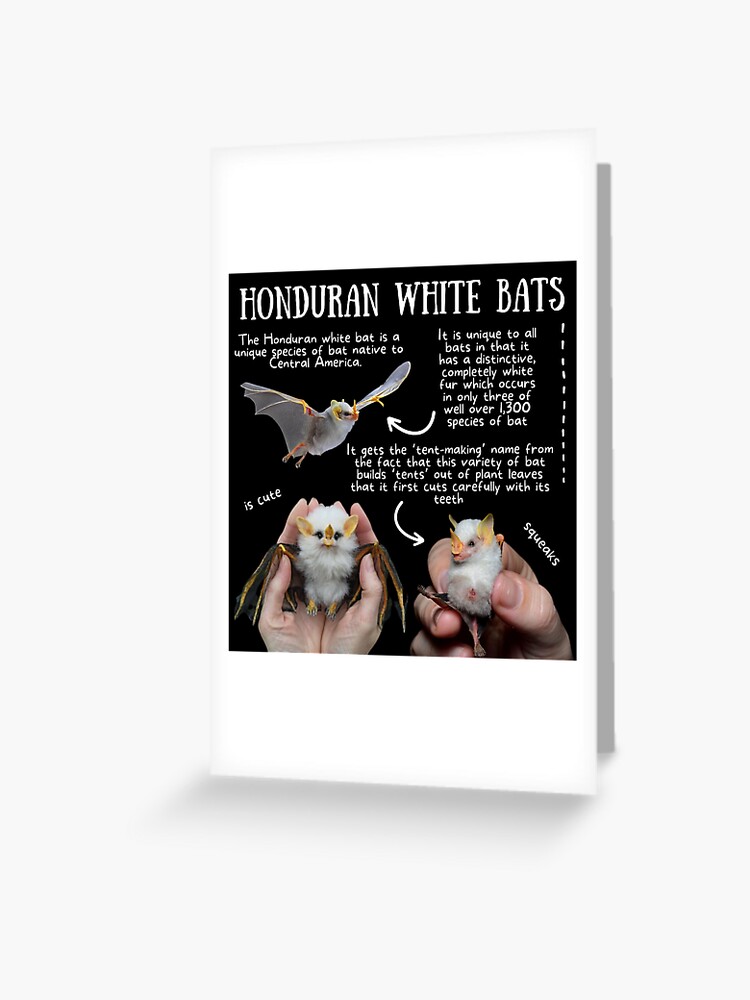 Honduran White Bats Fun Fact Greeting Card for Sale by KyleNesas