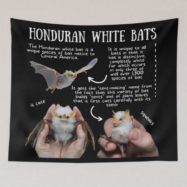Item preview, Honduran White Bats Fun Fact designed and sold by KyleNesas.