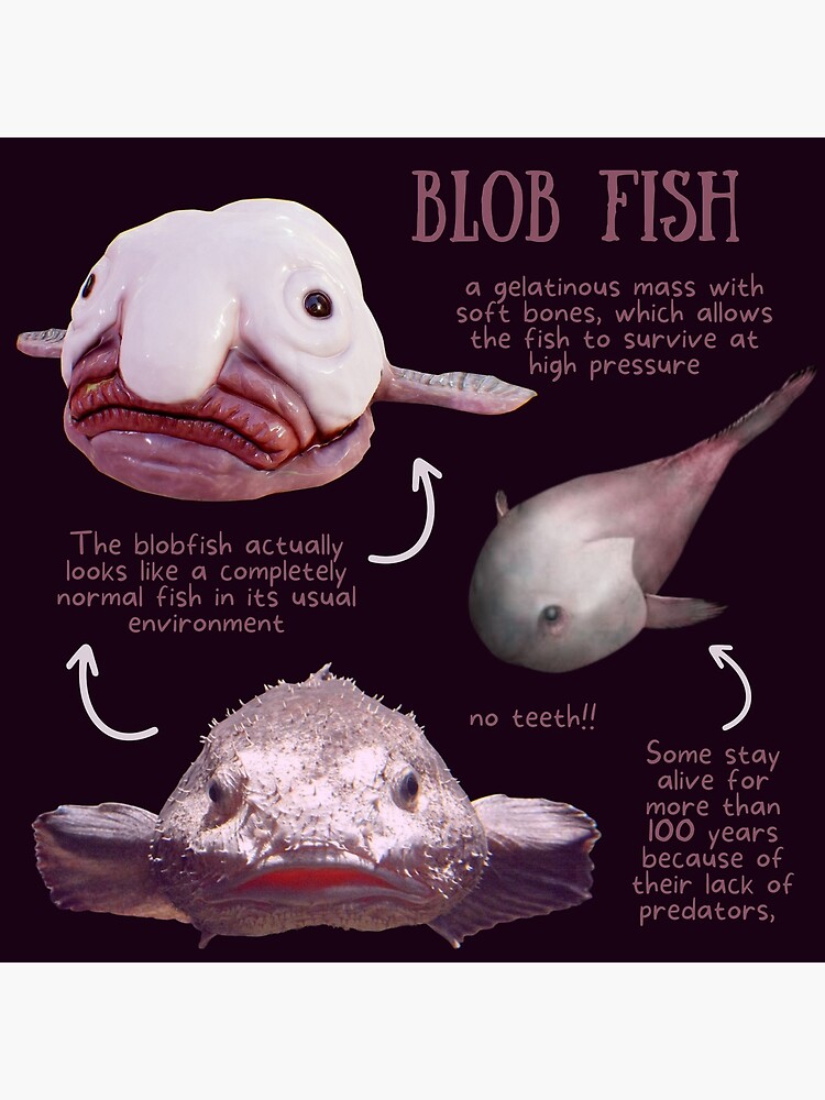 Blob Fish Fun Fact Poster for Sale by KyleNesas