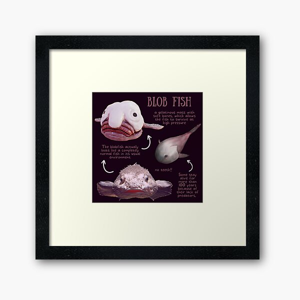 Blob Fish Fun Fact Poster for Sale by KyleNesas