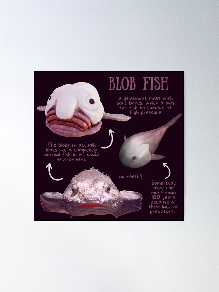 Blob Fish Poster for Sale by SillyFun