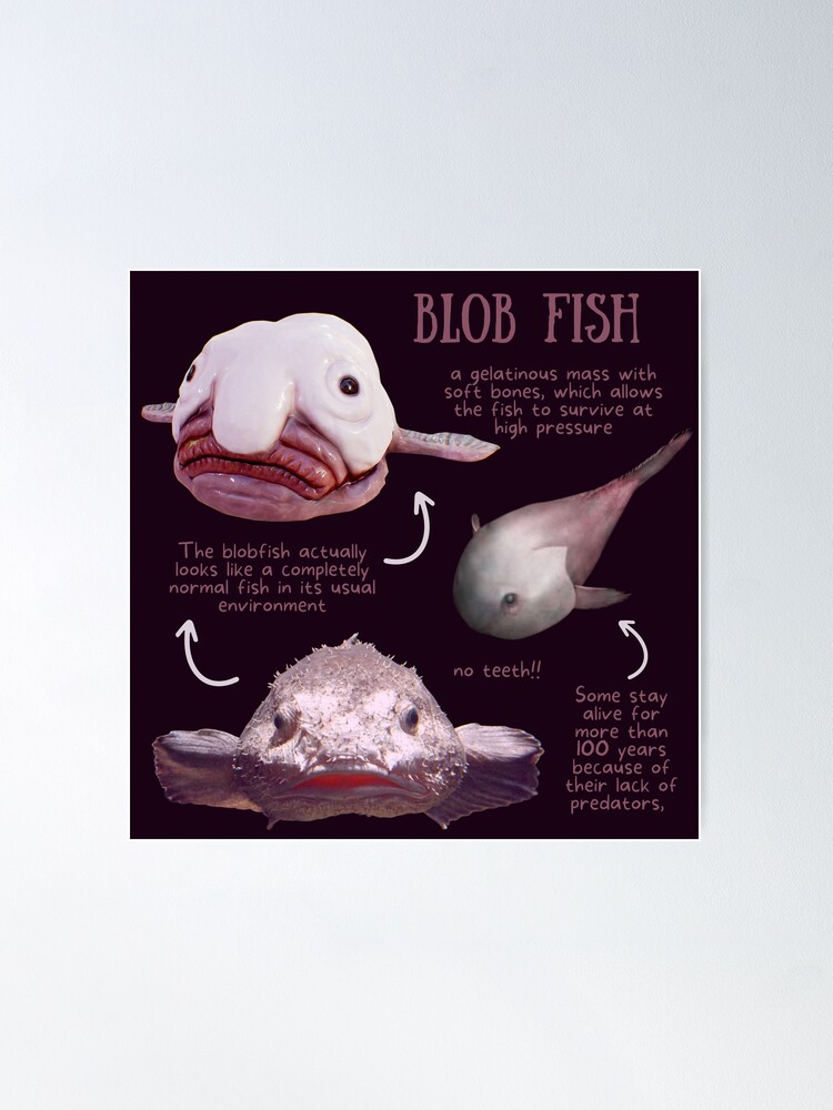 Blob Fish Poster for Sale by SillyFun