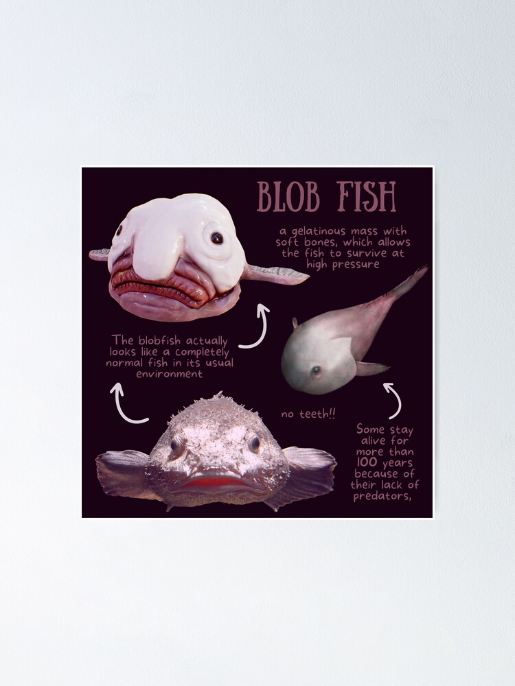 Blob Fish Fun Fact Magnet for Sale by KyleNesas