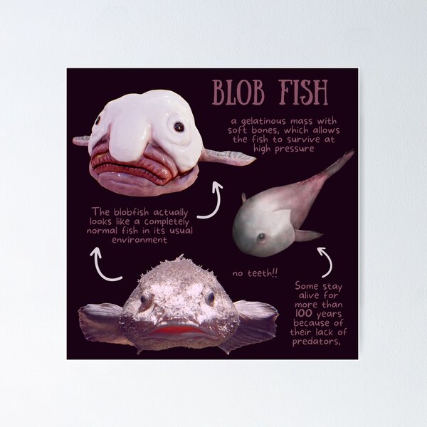 Blob Fish Fun Fact Magnet for Sale by KyleNesas