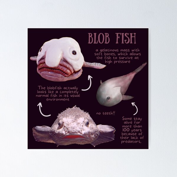 3 SIZES Blobfish Facts Print-educational Classroom 