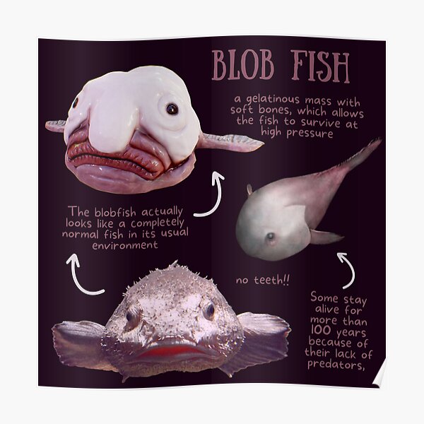 blobfish, Meaning & Origin