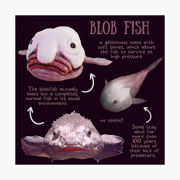 Ah, the wonders of the Blob Fish  Blobfish, Fish pet, Pointless quotes