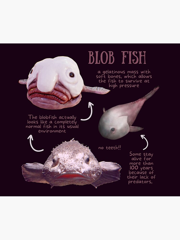 Impurest's Guide to Animals #53 - Blobfish