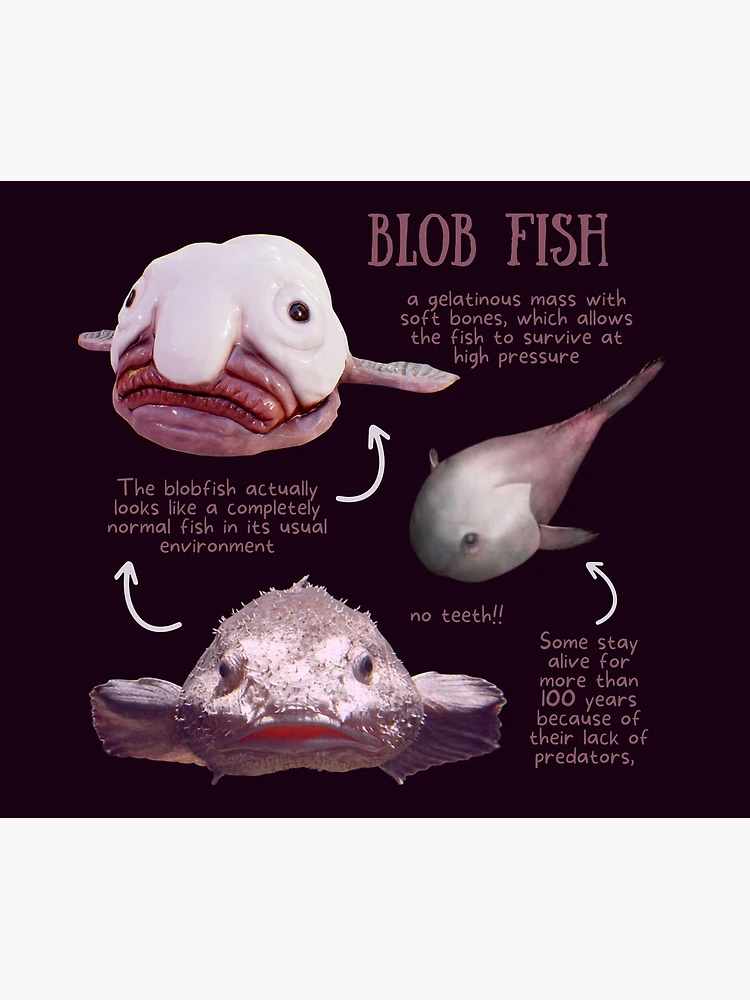 Blob Fish Fun Fact Tapestry for Sale by KyleNesas