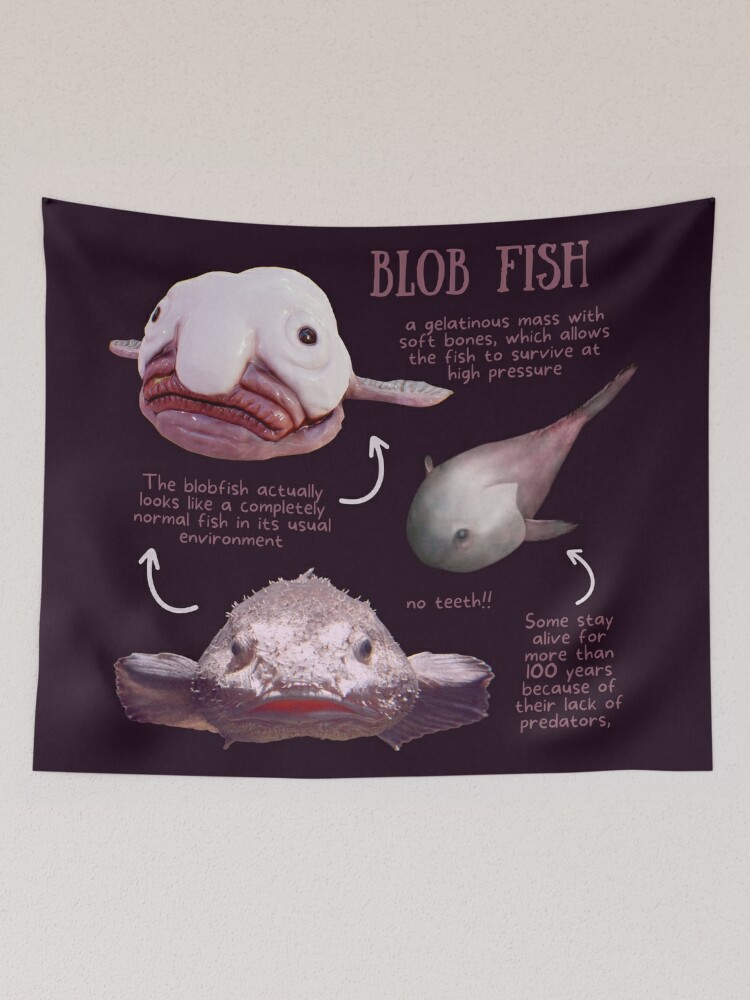 The Blob Fish, 2 more Fish to COMPLETE, The musuem