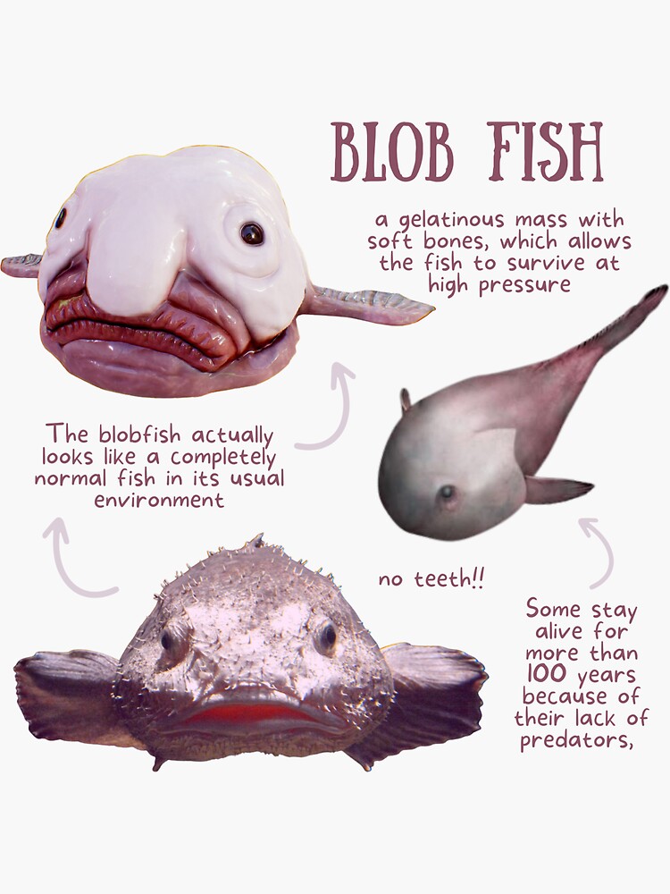 Blob Fish Fun Fact Poster for Sale by KyleNesas