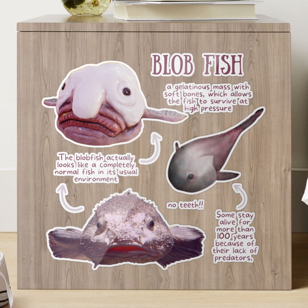 Yes, that's what a normal Blobfish looks like. : r/memes