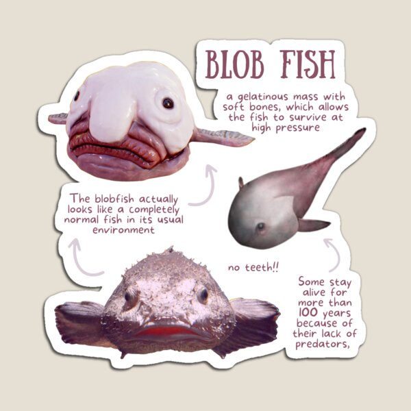 Blob Fish Fun Fact Magnet for Sale by KyleNesas