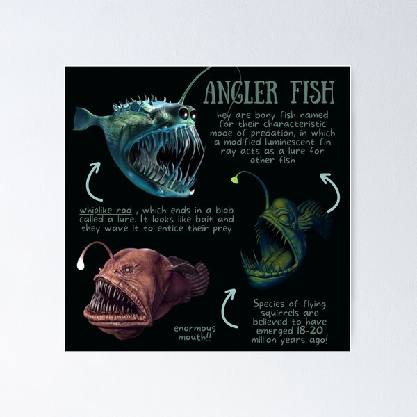 Angler Fish Fun Fact Poster for Sale by KyleNesas