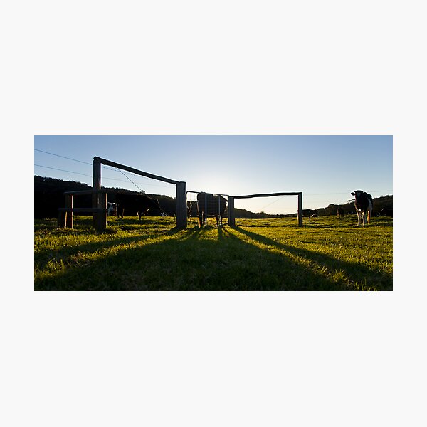 Item preview, cows in the sunrise designed and sold by MagnusAgren.
